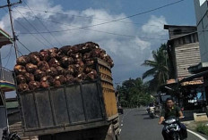 Pengguna Jalinteng Resah, Keberadaan Truk Pengangkut Buah Sawit tak Ada Jaring Pengaman 