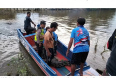 Buaya yang Hebohkan Warga Sungai Menang, Dikirim BKSDA ke Penangkaran Rawajitu Lampung