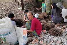 Setiap Tanaman Sawit Pasti Menghasilkan Berondolan Sawit, Ini Dampaknya Jika Tidak Diperhatikan 