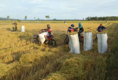 Kemarau, Panen Raya Padi Menjadi Mundur 