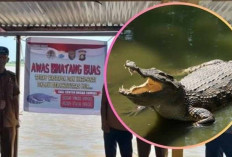 Camat Gandus Pasang Banner Peringatan ke Warga, Marak Muncul Buaya 