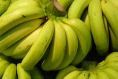 Fakta Tersembunyi! Pisang Ambon Kaya Manfaat untuk Kesehatan Tubuh
