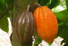 Lebih dari Sekadar Bahan Cokelat: Buah Kokoa Ungkap Segudang Manfaat Kesehatan   