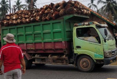 Truk Angkutan Sawit Bikin Resah Warga, Tanpa Jaring Pengaman