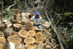 Mengenal Kayu Gaharu, 'Emas Hitam' Beraroma Surgawi dari Hutan Tropis