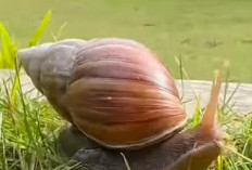 Bakicot: Sumber Protein dan Nutrisi Tersembunyi dari Hewan Melata
