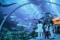Jakarta Aquarium & Safari, Destinasi Wisata Edukasi Keluarga yang Menyatukan Hiburan dan Pembelajaran