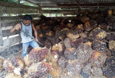 Harga TBS Stabil Naik, Petani Sanga Desa Berharap Bertahan Hingga Idul Fitri