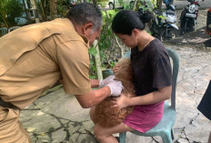  800 Hewan Peliharaan di OKU Telah Divaksin Rabies Gratis