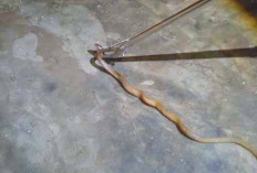 Ular Kobra Masuk Pekarangan Rumah Warga di Musi Rawas, Dievakuasi Damkar