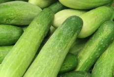 Segarnya Timun, Segudang Manfaat untuk Kesehatan dan Kecantikan!