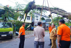 Pj Bupati Muba Sandi Fahlepi Waspada Cuaca Ekstrem, BPBD Evakuasi Pohon Tumbang 