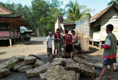 Petani Karet di Sanga Desa Tersenyum Bahagia, Harga Getah Karet Menembus Rp 9 Ribu per Kilogram