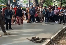 Kemunculan Ular Sanca Sepanjang 4 Meter Buat Heboh Pengunjung Kambang IWAK