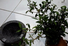 Minyak Urang Aring,  Warisan Tradisional untuk Rambut Sehat dan Berkilau