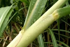 Manis Tebu: Lebih dari Sekadar Pemanis, Ini Segudang Manfaatnya untuk Kesehatan