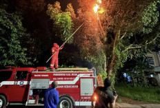 Damkar Muba Evakuasi Sarang Tawon di Jalan Lingkar Randik