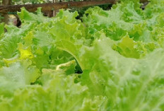 Budidaya Selada: Peluang Usaha Menjanjikan dengan Modal Minim