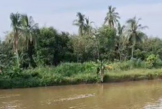 Sapi Kurban Tercebur dan Hanyut di Sungai Komering, Warga Gotong Royong Selamatkan   