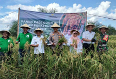 Petani OKI Sukses Jalankan Program Kesatria, Tanam Padi Gogo di Lahan Sawit, Panen Berlimpah Raih Untung 