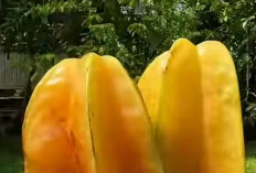 Segudang Manfaat Belimbing bagi Kesehatan Tubuh