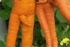 Rahasia di Balik Wortel: Mengubah Sayuran Biasa Menjadi Minuman Probiotik Super