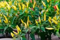 Panen Cabai Sendiri di Rumah: Panduan Praktis Menanam di Pot!