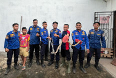 Heboh! Ibu Rumah Tangga Histeris Saat Ular Kobra Muncul di Bawah Tangga  