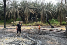 Ledakan Sumur Minyak Ilegal di Area Perkebunan Kelapa Sawit  Picu Kebakaran