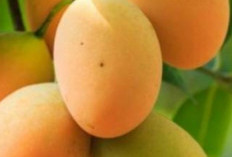 Manisnya Mangga, Kekuatan Nutrisi dan Manfaat Kesehatan yang Luar Biasa 