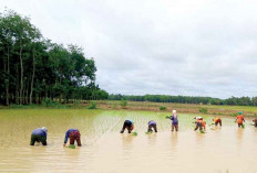 Jalankan Program Optimalisasi Lahan Sawah, OKI Sudah Berjalan