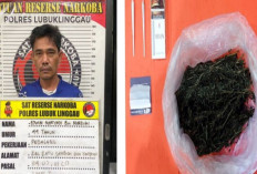 Nelayan Bengkulu Ditangkap Satres Narkoba Lubuk Linggau Bawa 101 Gram Ganja