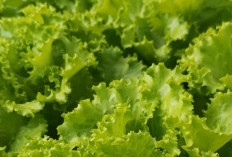 Selada, Sayuran Hijau Sederhana dengan Manfaat Luar Biasa