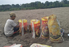 Sungai Musi Surut, Tambang Pasir Musiman Jadi Ladang Pemasukan Tambahan