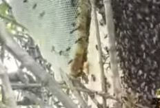 Madu Hitam dengan Rasa Pahit yang Unik, Banyak Manfaatnya Loh