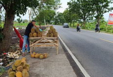 Mau Cari Buah Durian, Silakan Datang di Sepanjang Jalan Lintas Timur Kayuagung