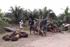 Harga TBS Sawit Naik Dua Kali Dalam Seminggu, Petani Sanga Desa Bisa Bernapas Lega