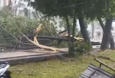 Hujan Deras Disertai Angin Kencang Landa Palembang, Pohon Tumbang dan Mobil Tertimpa di Sejumlah Titik