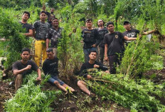 Personel Polres Empat Lawang Temukan 2 Hektar Ladang Ganja di Tengah Kebun Kopi 
