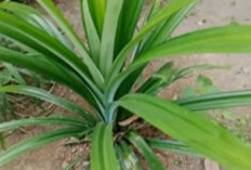Jangan Hanya Nikmati Aromanya! Inilah Ragam Manfaat Kesehatan Daun Pandan