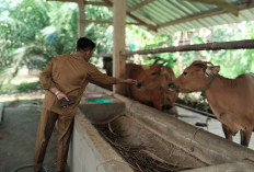 Program Ketahanan Pangan Melalui Budidaya Ternak Sapi