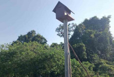 Hindari Hama Tikus, BPTPH Provinsi Sumsel Bangun 5 Unit Rumah Burung Hantu 