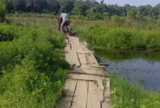 Jalan Menuju Ke Sawah Masih Jembatan Kayu, Petani Berharap Pembangunan Permanen