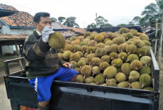 Panen Durian di Sanga Desa, Pengepul Fokus Pasar Lokal dan Luar Daerah