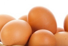 Telur Ayam: Sumber Nutrisi Esensial untuk Kesehatan Optimal Ibu Hamil dan Tumbuh Kembang Janin