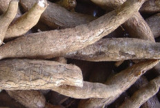 Ubi Kayu: Lebih dari Sekadar Sumber Karbohidrat