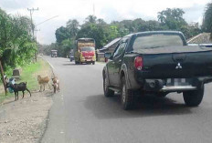 Waspada, Masih Banyak Hewan Ternak Muncul Mendadak di Jalan Raya 