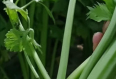 Bukan Sekadar Penghias Sup: Daun Seledri Terbukti Menjadi 