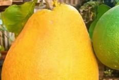 Jeruk Bali: Raksasa Buah Sitrus dengan Segudang Khasiat Kesehatan