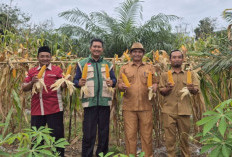  Desa Berlian Makmur Sukses Panen Perdana Program Ketahanan Pangan